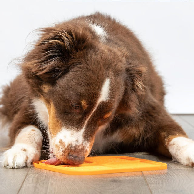 Anti-Slip Cat Slow Feeder Licking Plate – Interactive Food Toy for Cats