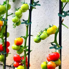 20pcs Adjustable Plant Clips – Reusable Garden Supports for Vines, Tomatoes, and Flowers